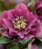 HELLEBORUS HELLEBORE ORIENTALIS DOUBLE ELLEN RED I 25 P.BAG