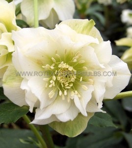 HELLEBORUS (HELLEBORE) ORIENTALIS ‘DOUBLE ELLEN WHITE‘ I (25 P.BAG)