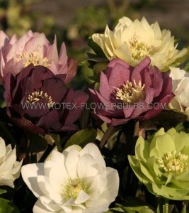 HELLEBORUS (HELLEBORE) ORIENTALIS ‘DOUBLE MIX‘ I (25 P.BAG)