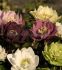 HELLEBORUS HELLEBORE ORIENTALIS DOUBLE MIX I 25 P.BAG