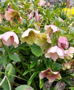 HELLEBORUS (HELLEBORE) ORIENTALIS I (25 P.BAG)