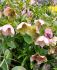 HELLEBORUS HELLEBORE ORIENTALIS I 25 P.BAG