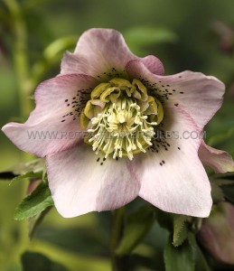 HELLEBORUS (HELLEBORE) ORIENTALIS ‘PRETTY ELLEN PINK‘ I (25 P.BAG)