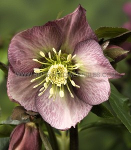 HELLEBORUS (HELLEBORE) ORIENTALIS ‘PRETTY ELLEN RED‘ I (25 P.BAG)