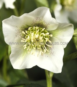 HELLEBORUS (HELLEBORE) ORIENTALIS ‘PRETTY ELLEN WHITE‘ I (25 P.BAG)