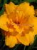 HEMEROCALLIS DAYLILY HYBRID CONDILLA I 25 P.BAG