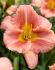 HEMEROCALLIS DAYLILY HYBRID EVERYDAYLILY CERISE I 25 P.BAG