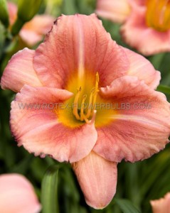 HEMEROCALLIS (DAYLILY) HYBRID EVERYDAYLILY ‘CERISE‘ I (25 P.BAG)