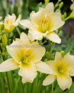 HEMEROCALLIS (DAYLILY) HYBRID EVERYDAYLILY ‘CREAM‘ I (25 P.BAG)