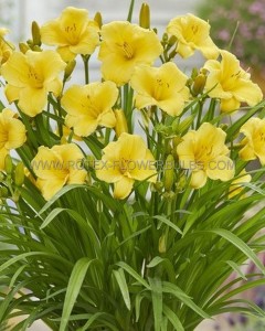 HEMEROCALLIS (DAYLILY) HYBRID EVERYDAYLILY ‘GOLD‘ I (25 P.BAG)