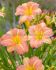 HEMEROCALLIS DAYLILY HYBRID EVERYDAYLILY PINK CREAM I 25 P.BAG