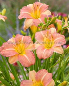 HEMEROCALLIS (DAYLILY) HYBRID EVERYDAYLILY ‘PINK CREAM‘ I (25 P.BAG)