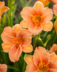 HEMEROCALLIS (DAYLILY) HYBRID EVERYDAYLILY ‘PINK WING‘ I (25 P.BAG)