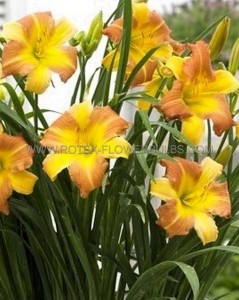 HEMEROCALLIS (DAYLILY) HYBRID EVERYDAYLILY ‘PUNCH YELLOW‘ I (25 P.BAG)