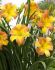 HEMEROCALLIS DAYLILY HYBRID EVERYDAYLILY PUNCH YELLOW I 25 P.BAG