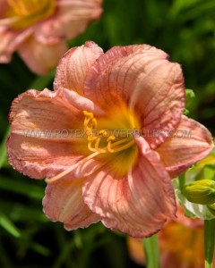 HEMEROCALLIS (DAYLILY) HYBRID EVERYDAYLILY ‘ROSE‘ I (25 P.BAG)