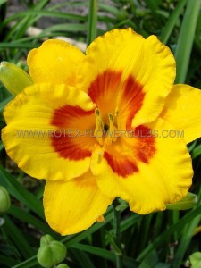 HEMEROCALLIS (DAYLILY) HYBRID ‘FOOLED ME‘ I (25 P.BAG)