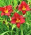 HEMEROCALLIS DAYLILY HYBRID PARDON ME I 25 P.BAG