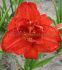 HEMEROCALLIS DAYLILY SPP. MOSES FIRE I 25 P.BAG