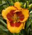 HEMEROCALLIS DAYLILY SPP. ANDY DANDY I 25 P.BAG