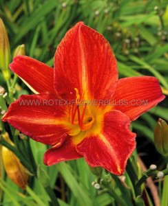 HEMEROCALLIS (DAYLILY) SPP. ‘ANZAC‘ I (25 P.BAG)