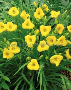 HEMEROCALLIS (DAYLILY) SPP. ‘BAKABANA‘ I (25 P.BAG)