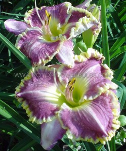 HEMEROCALLIS (DAYLILY) SPP. ‘BESTSELLER‘ I (25 P.BAG)