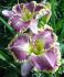 HEMEROCALLIS DAYLILY SPP. BESTSELLER I 25 P.BAG