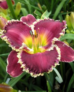 HEMEROCALLIS (DAYLILY) SPP. ‘BETTYLEN‘ I (25 P.BAG)