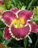 HEMEROCALLIS DAYLILY SPP. BETTYLEN I 25 P.BAG