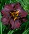 HEMEROCALLIS DAYLILY SPP. BLACK STOCKINGS I 25 P.BAG