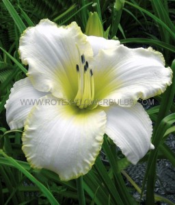 HEMEROCALLIS (DAYLILY) SPP. ‘BLIZZARD BAY‘ I (25 P.BAG)