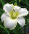 HEMEROCALLIS DAYLILY SPP. BLIZZARD BAY I 25 P.BAG