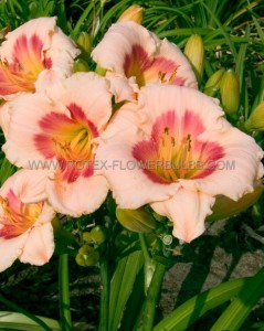 HEMEROCALLIS (DAYLILY) SPP. ‘BLUSH ‘N PINK EYE‘ I (25 P.BAG)