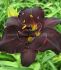 HEMEROCALLIS DAYLILY SPP. BOGEYMAN I 25 P.BAG