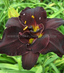 HEMEROCALLIS (DAYLILY) SPP. ‘BOGEYMAN‘ I (25 P.BAG)