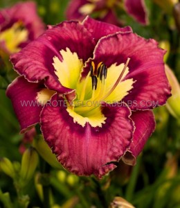 HEMEROCALLIS (DAYLILY) SPP. ‘CATCHER IN THE EYE‘ I (25 P.BAG)