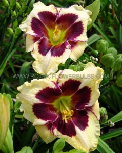 HEMEROCALLIS (DAYLILY) SPP. ‘CELEBRATION OF ANGELS‘ I (25 P.BAG)