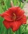 HEMEROCALLIS DAYLILY SPP. CHICAGO APACHE I 25 P.BAG