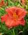 HEMEROCALLIS DAYLILY SPP. CHICAGO APACHE I 25 P.BAG