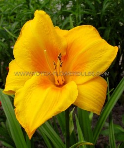 HEMEROCALLIS (DAYLILY) SPP. ‘CHICAGO SUNRISE‘ I (25 P.BAG)