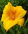 HEMEROCALLIS DAYLILY SPP. CHICAGO SUNRISE I 25 P.BAG