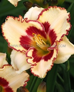 HEMEROCALLIS (DAYLILY) SPP. ‘CRYPTIC MESSAGE‘ I (25 P.BAG)