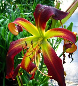 HEMEROCALLIS (DAYLILY) SPP. ‘DANCING ON AIR‘ I (25 P.BAG)