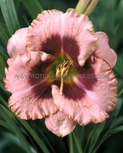 HEMEROCALLIS (DAYLILY) SPP. ‘DARING DECEPTION‘ I (25 P.BAG)