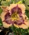 HEMEROCALLIS DAYLILY SPP. DESIGN SPIDER I 25 P.BAG