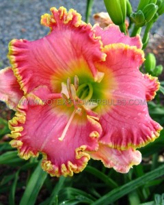 HEMEROCALLIS (DAYLILY) SPP. ‘DIVAS CHOICE‘ I (25 P.BAG)