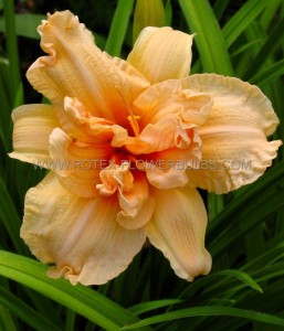 HEMEROCALLIS (DAYLILY) SPP. ‘DOUBLE DREAM‘ I (25 P.BAG)