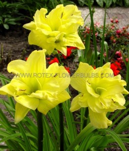 HEMEROCALLIS (DAYLILY) SPP. ‘DOUBLE RIVER WYE‘ I (25 P.BAG)