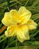 HEMEROCALLIS DAYLILY SPP. DOUBLE RIVER WYE I 25 P.BAG